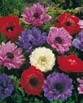 Anemone  ST. BRIGID MIXED